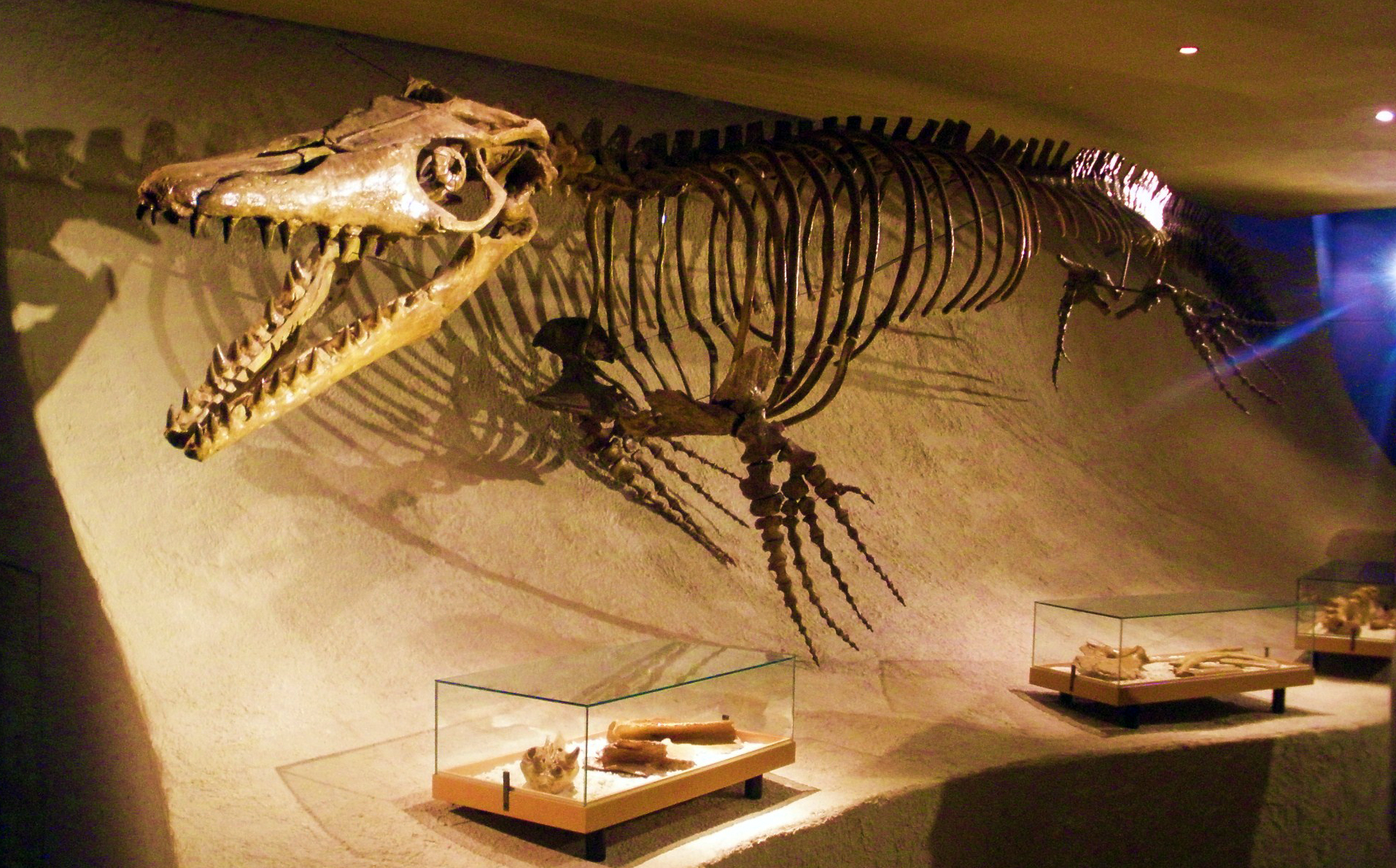 Reconstructed skeleton of M. hoffmannii at the Maastricht Natural History Museum