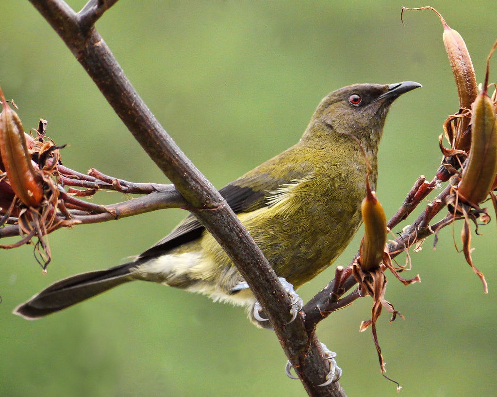 New Zealand Bellbird (Anthornis melanura)