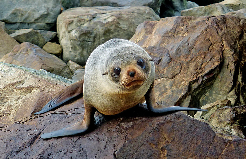 New Zealand fur seal (Arctocephalus forsteri)