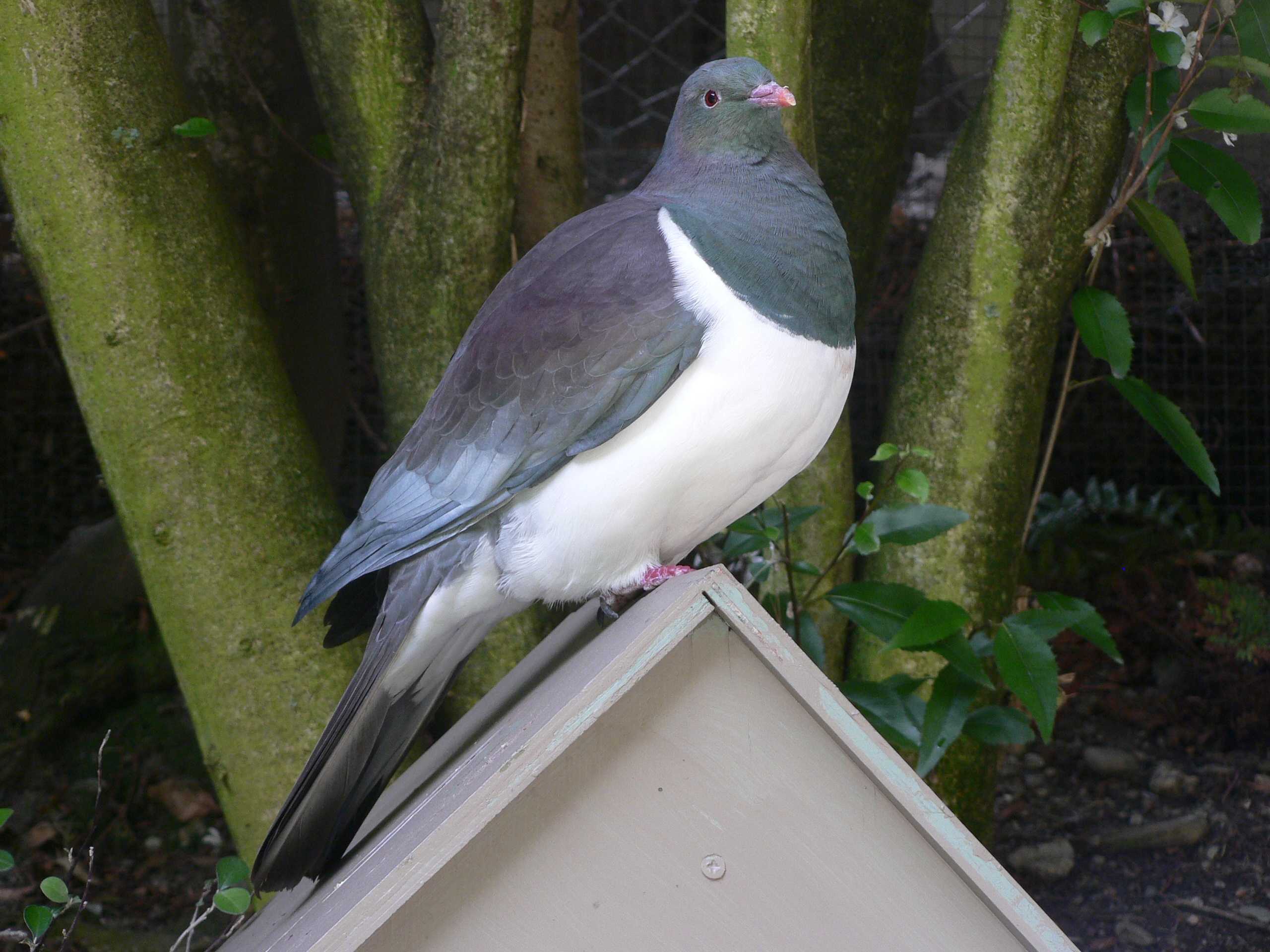 Kererū (Hemiphaga novaeseelandiae) or New Zealand Pigeon