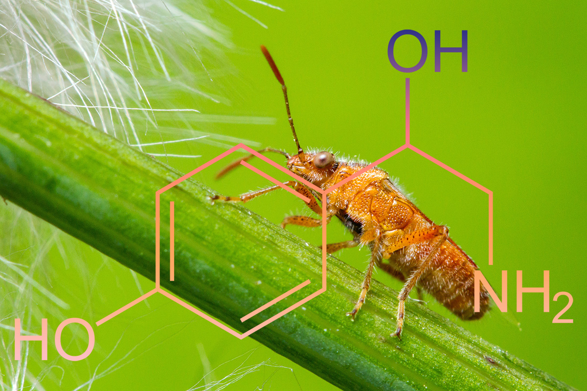 octopamine insects