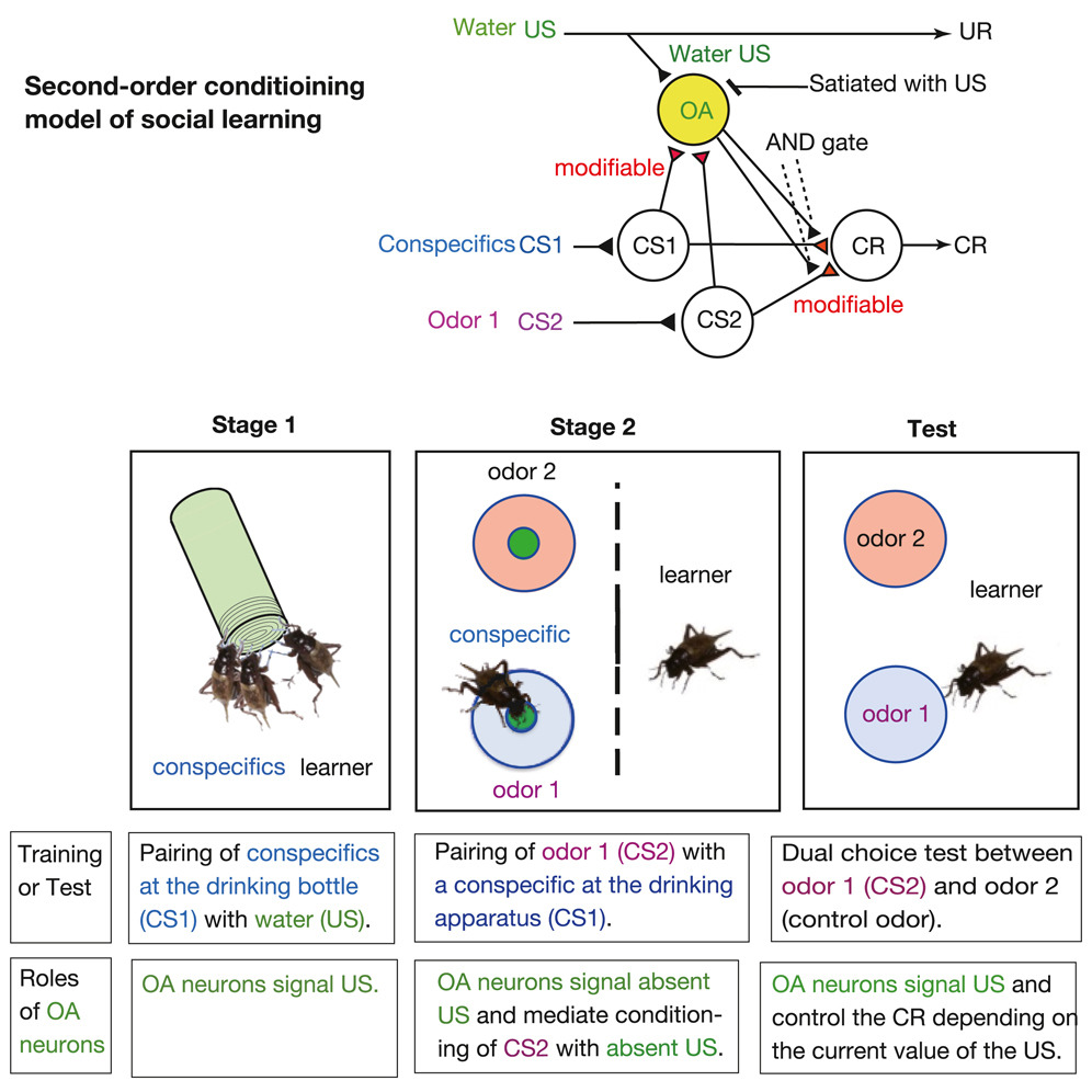 Octopamine neurons mediate reward signals in social learning in an insect.