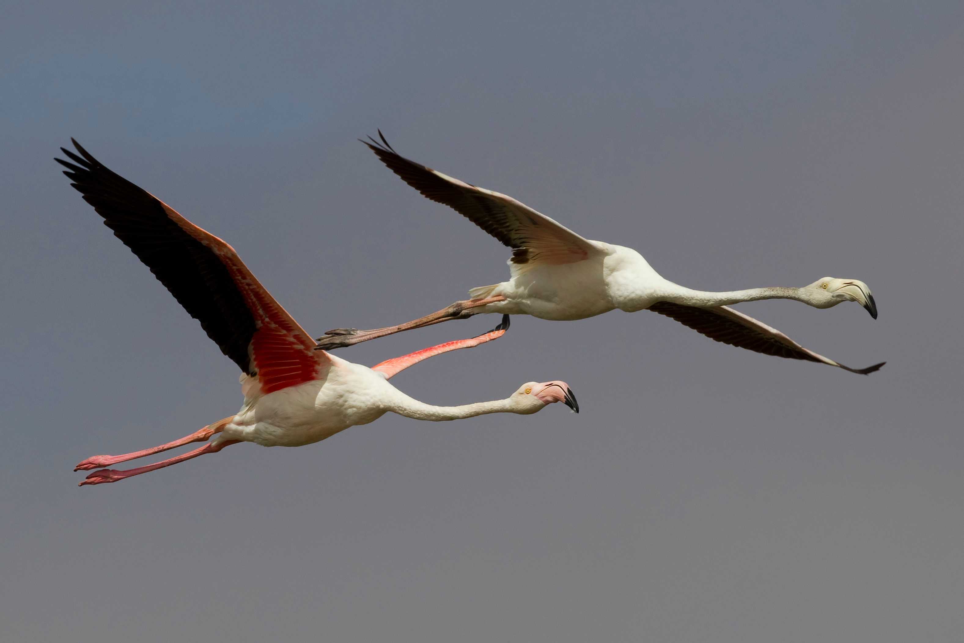 Two pink flamingos in flight Adult and sub-adult greater flamingo in flight in Walvis Bay