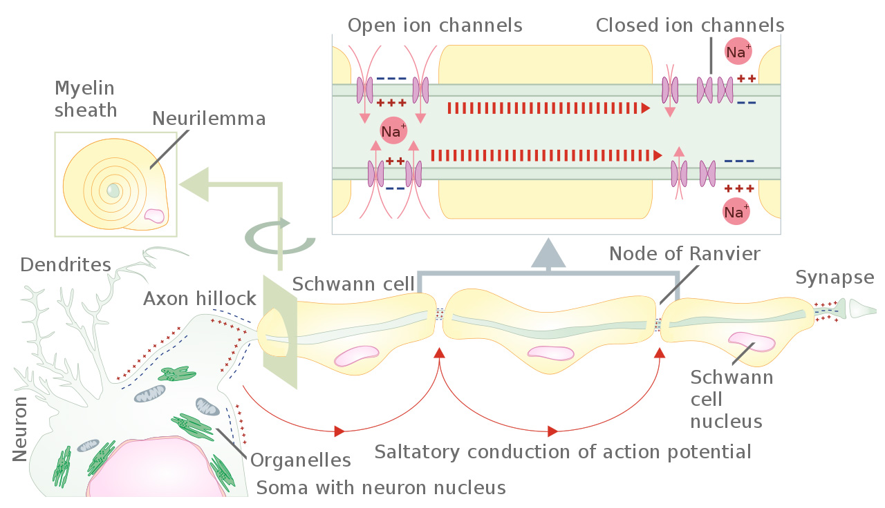 A diagram showing how saltatory conduction occurs in a motor neuron.
