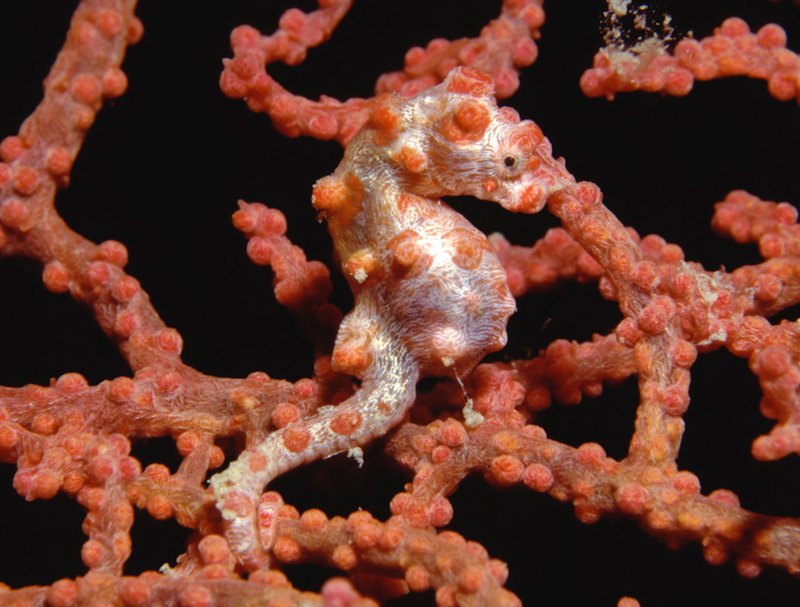 Pygmy Seahorse Hippocampus bargibanti.width 800.99fec3e