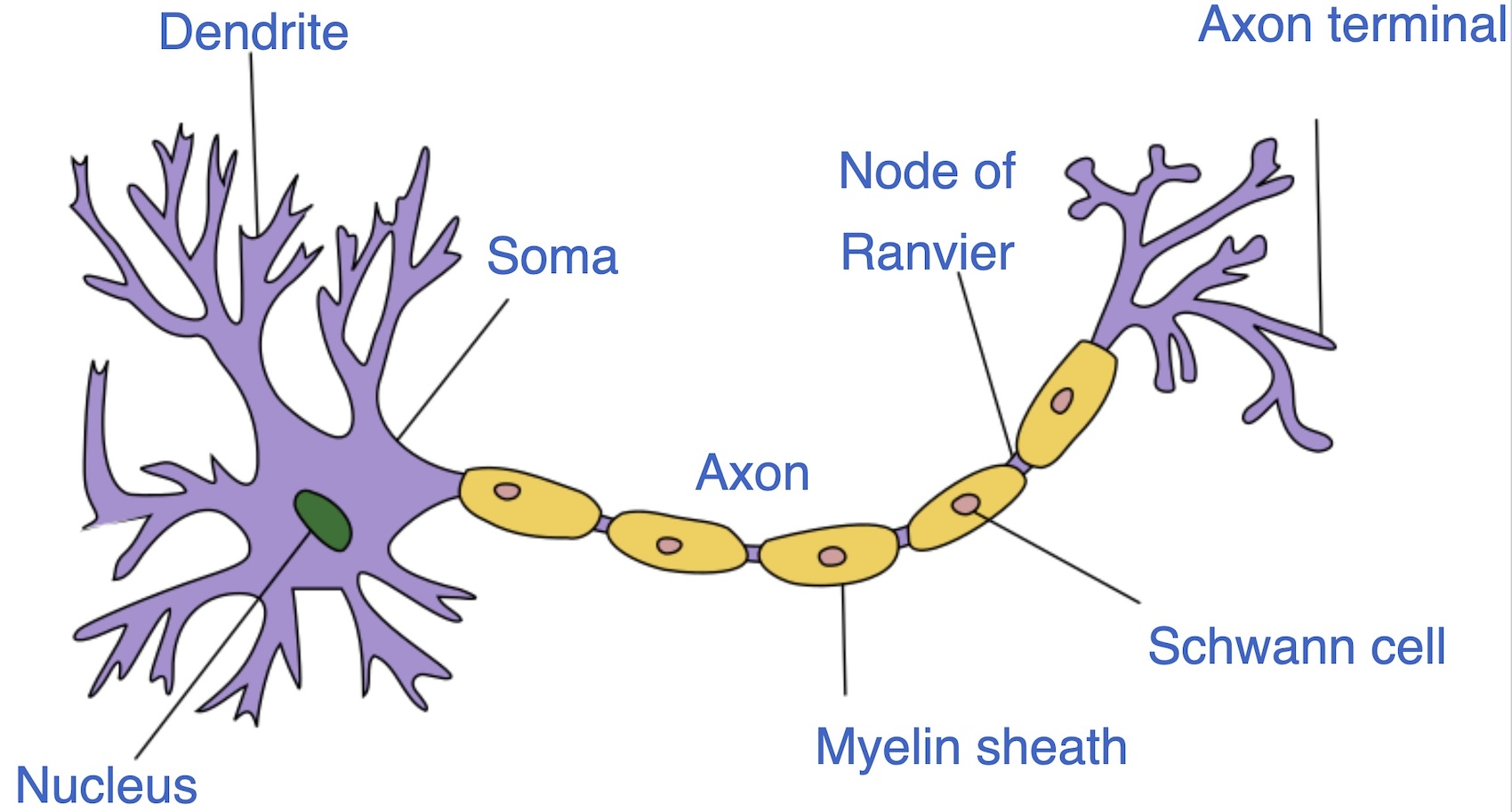 Saltatory conduction myelinated axons