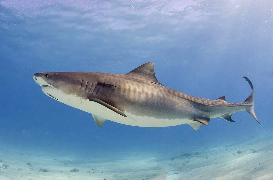Tiger Shark from Bahamas