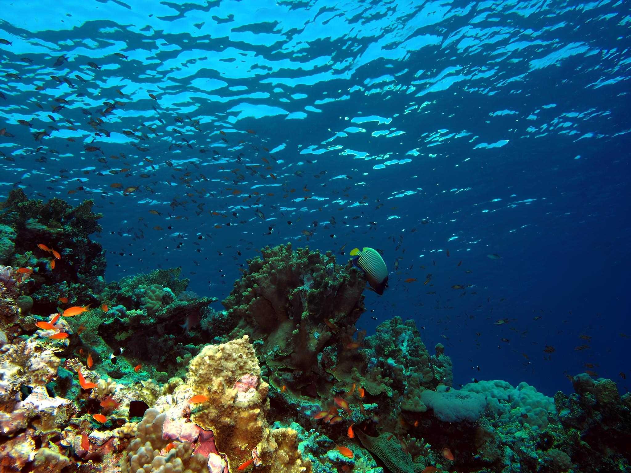 Corrals at Elphinstone Reef, Red Sea, Egypt