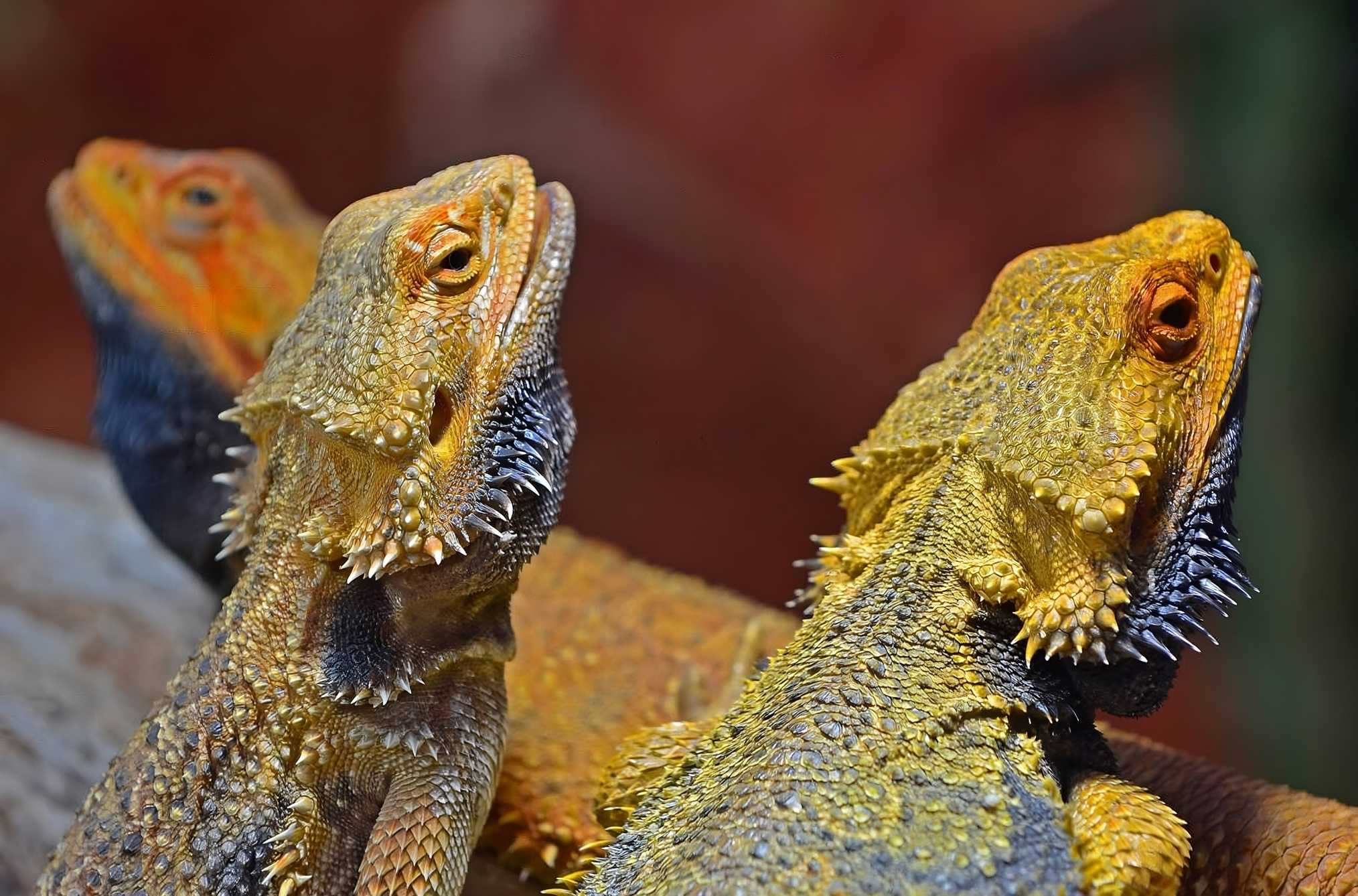 Bearded Dragons from Australia,also known as Pogona,sunbathing.
