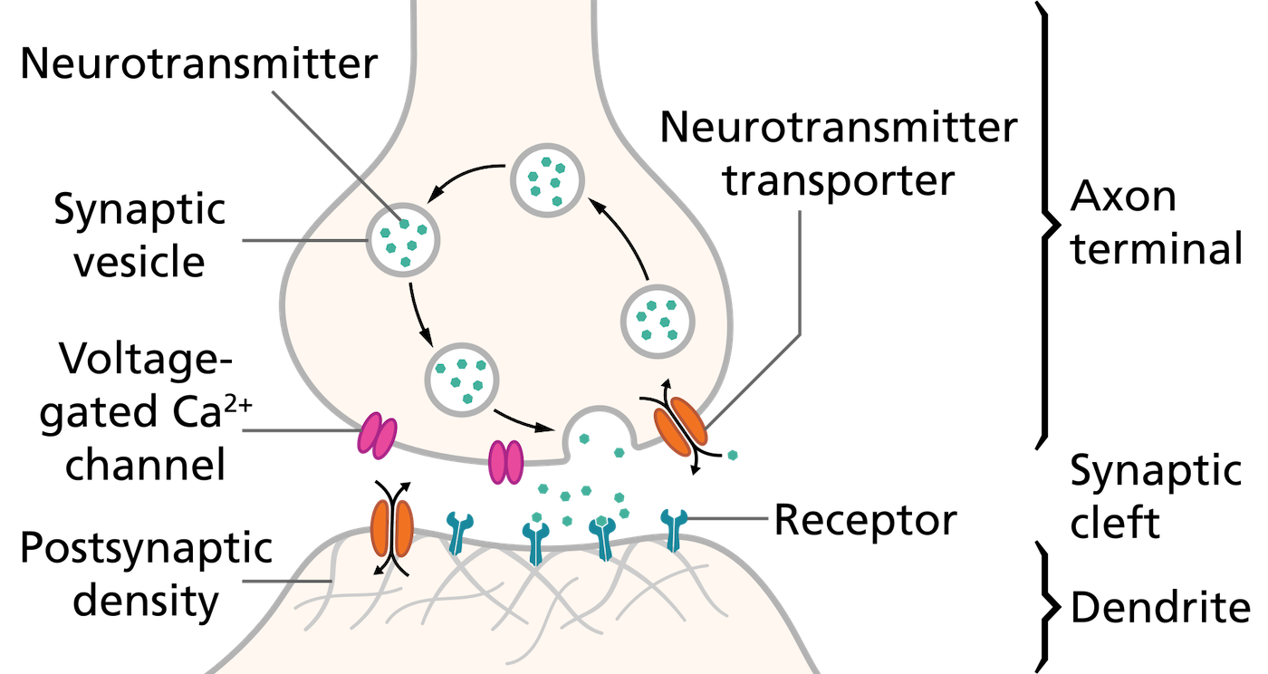 Schematic of a synapse