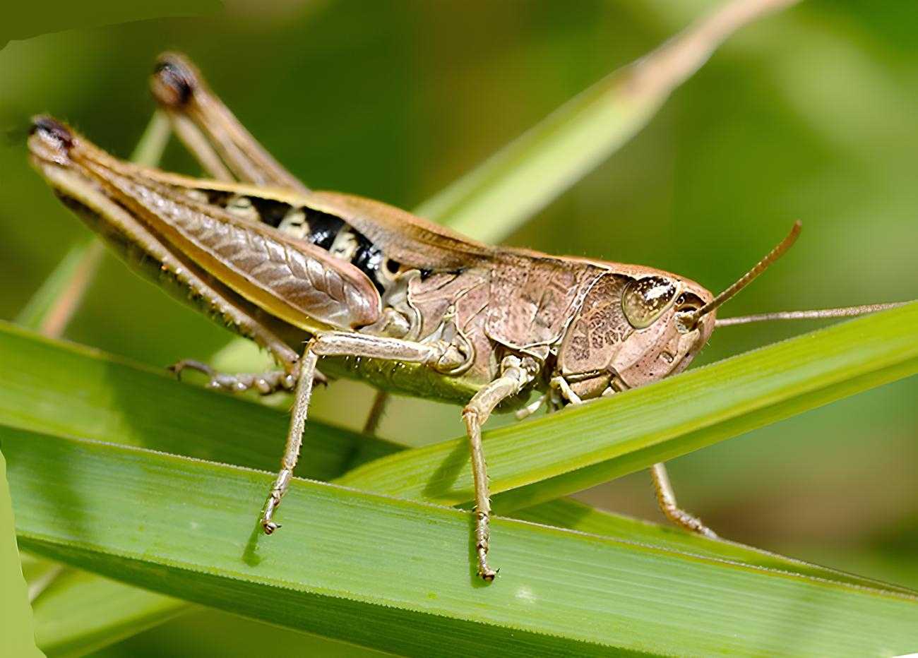 Crickets are orthopteran insects which are related to bush crickets, and, more distantly, to grasshoppers.