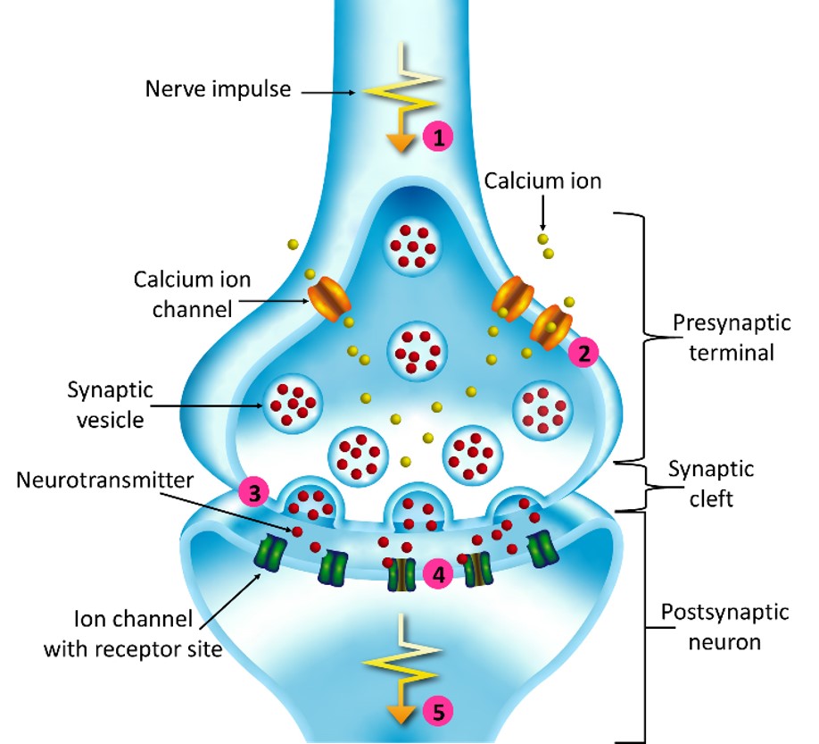 Diagram showing the synaptic vesicles
