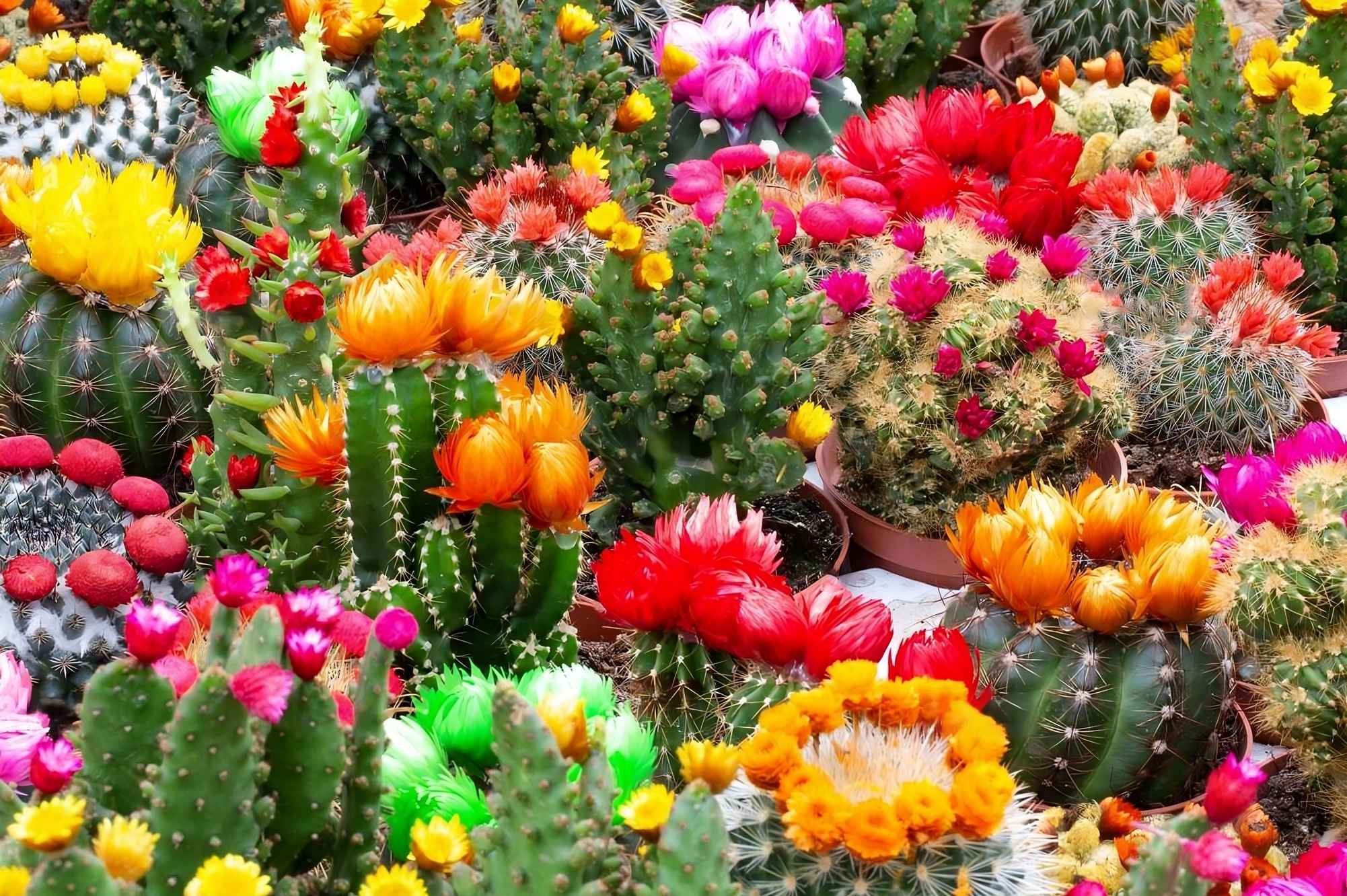 Flowering cacti