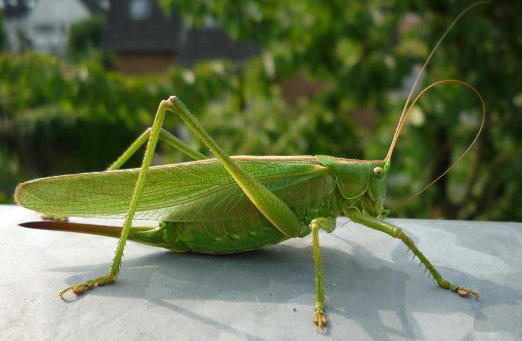 great green bush-cricket 