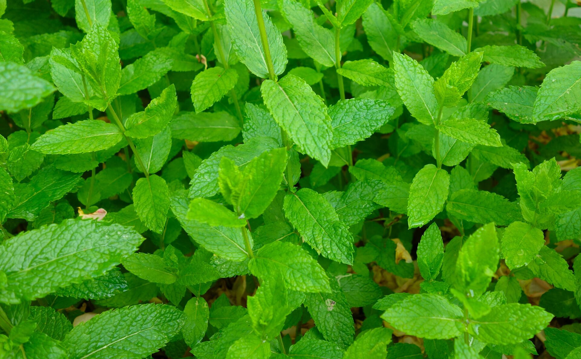 The free high-resolution photo of mint, peppermint, plant, leaves, herbal, aroma, nature, green, spearmint, herbal plant, fragrant cabbage, flavor, healthy, cooking, flowering plant, flower, leaf, herb, groundcover, apple mint, Stevia rebaudiana, nettle family, perennial plant