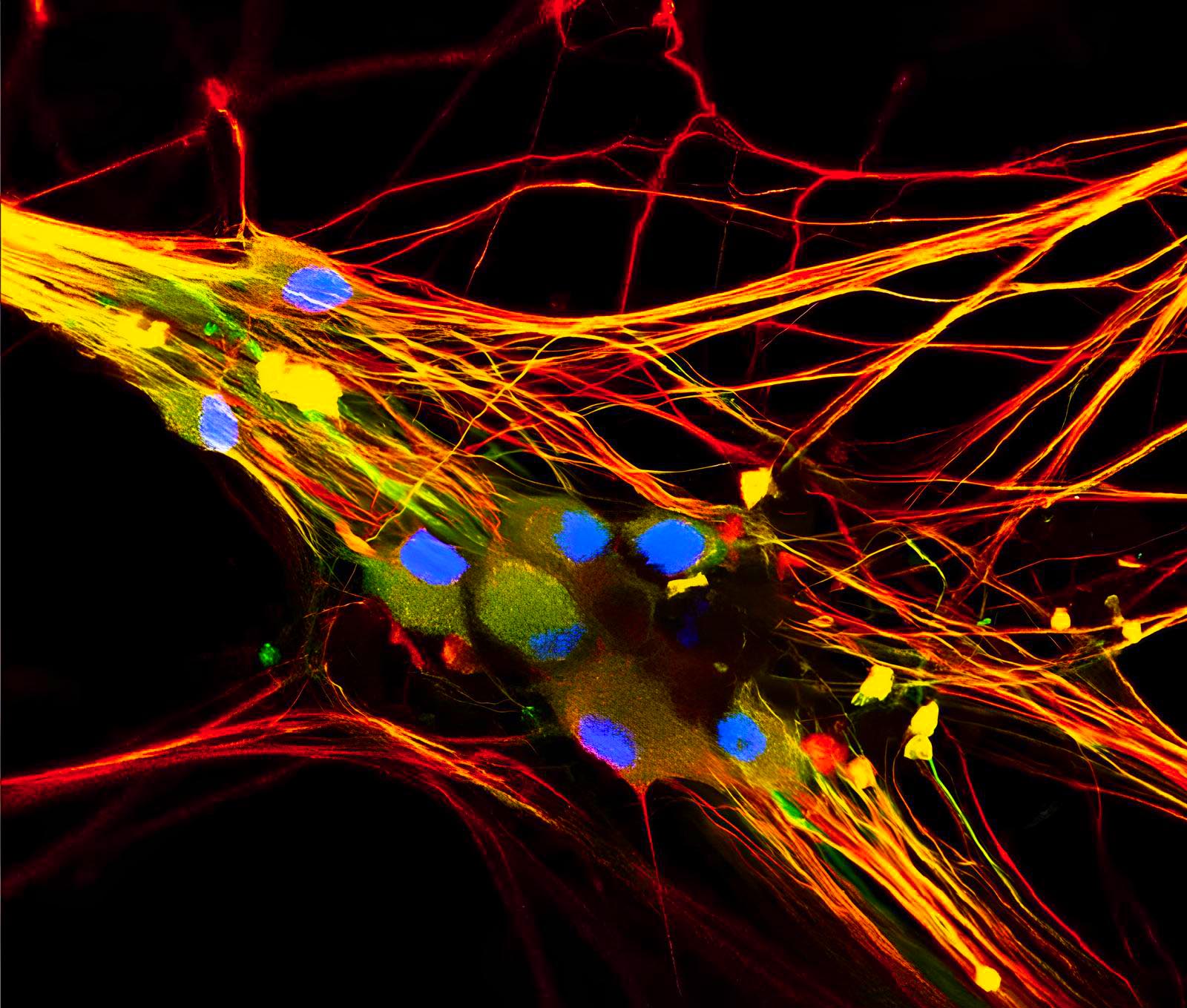 nerve cells neurons All-or-None Law