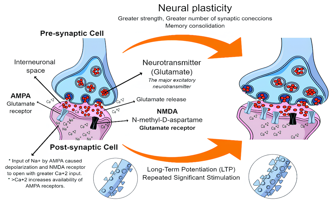 Simple representation of neural plasticity triggered by repeated significant stimulation (long-term potentiation).