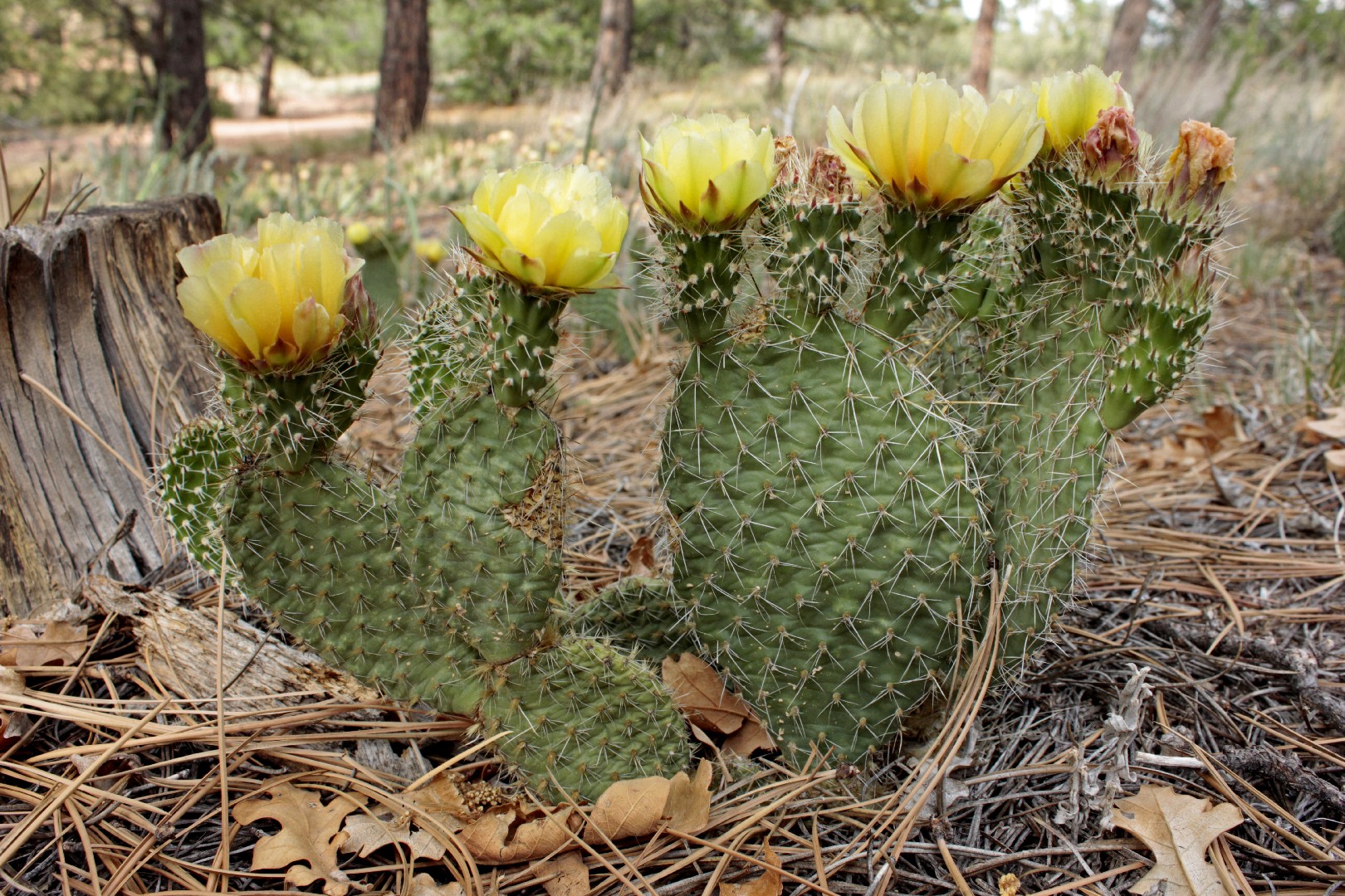 opuntia prickly pear