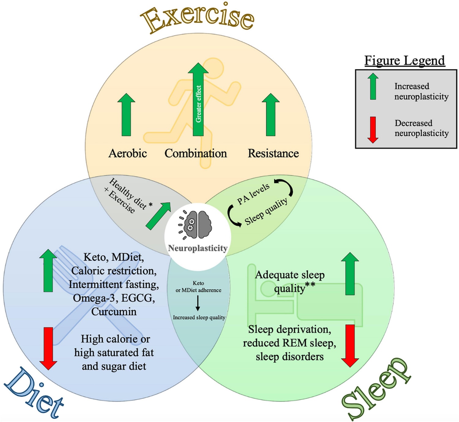Diagram representing the individual and combined influences of exercise, diet and sleep on neuroplasticity