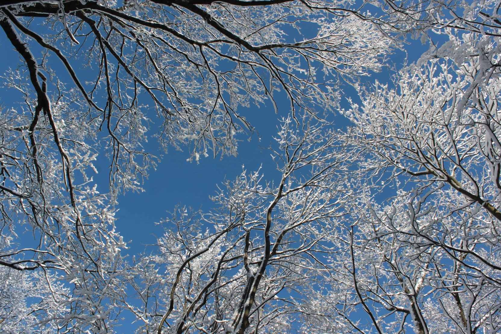 snow, branch, cold, winter, frost, tree, blue sky, wood, landscape