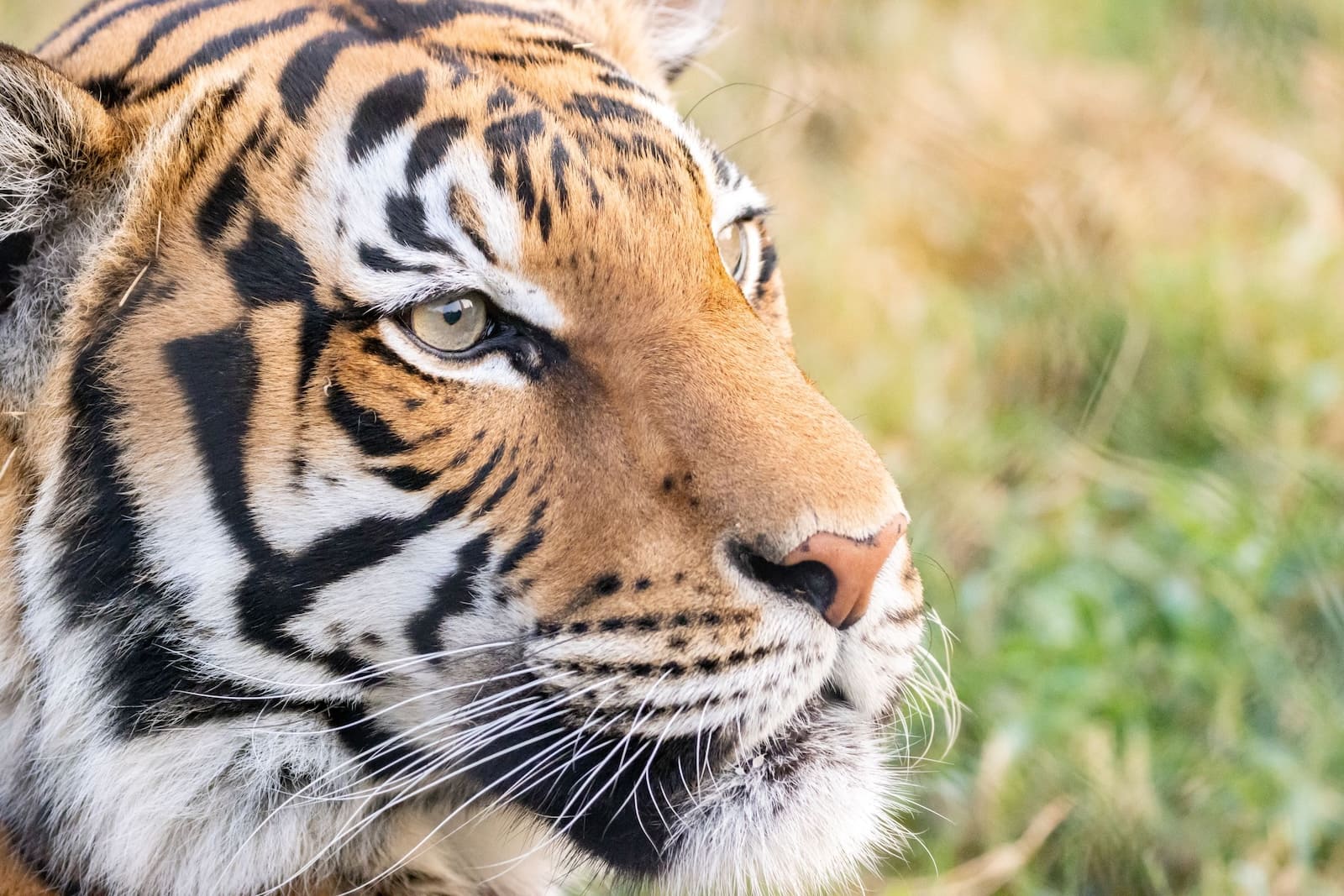 Unlike cats, tigers have horizontal pupils.