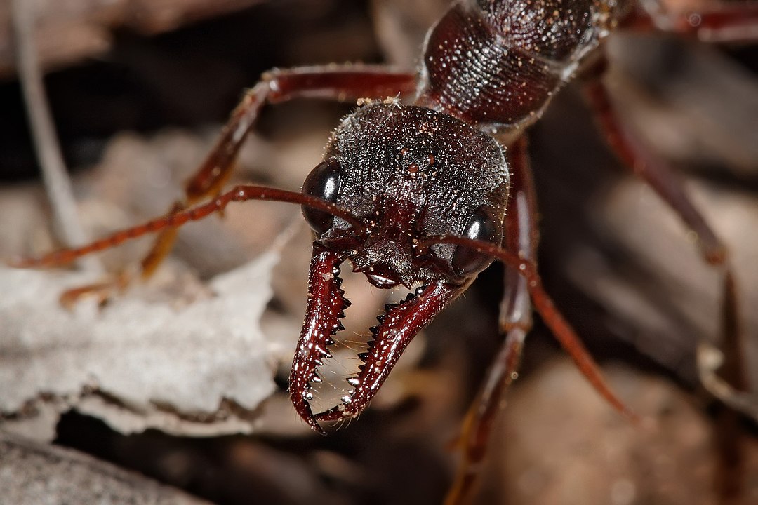 The mandibles of a bull ant.