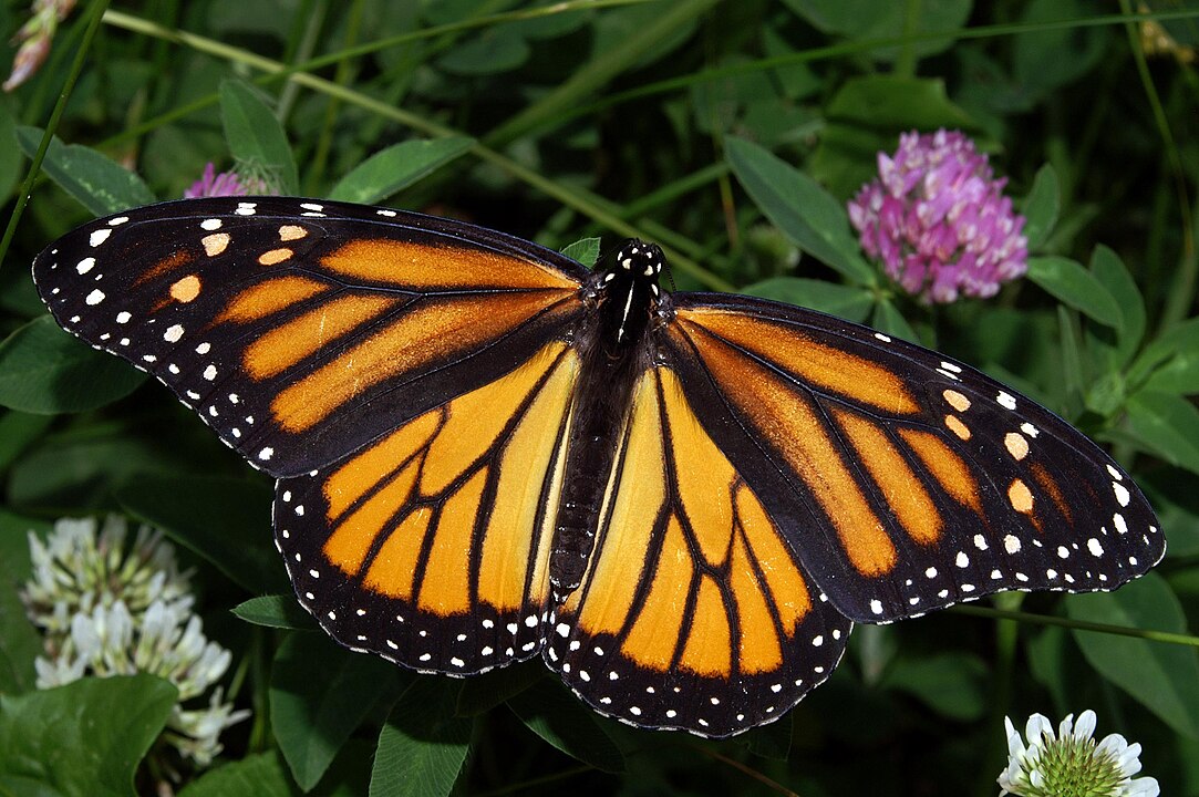 Monarch butterflies have sophisticated navigational mechanisms.