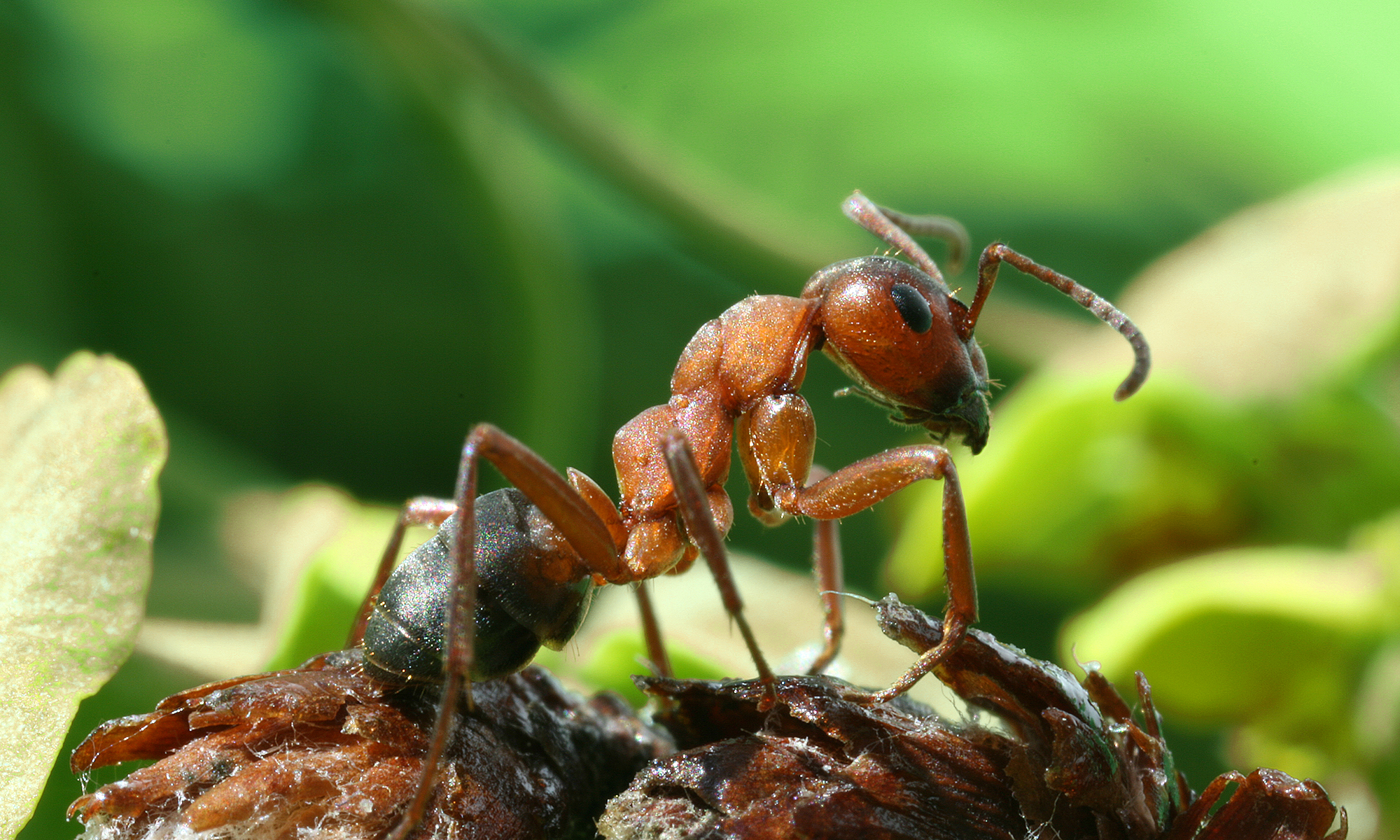 Detailed sideview of a Formica rufa (red wood ant, southern wood ant), Richard Bartz.