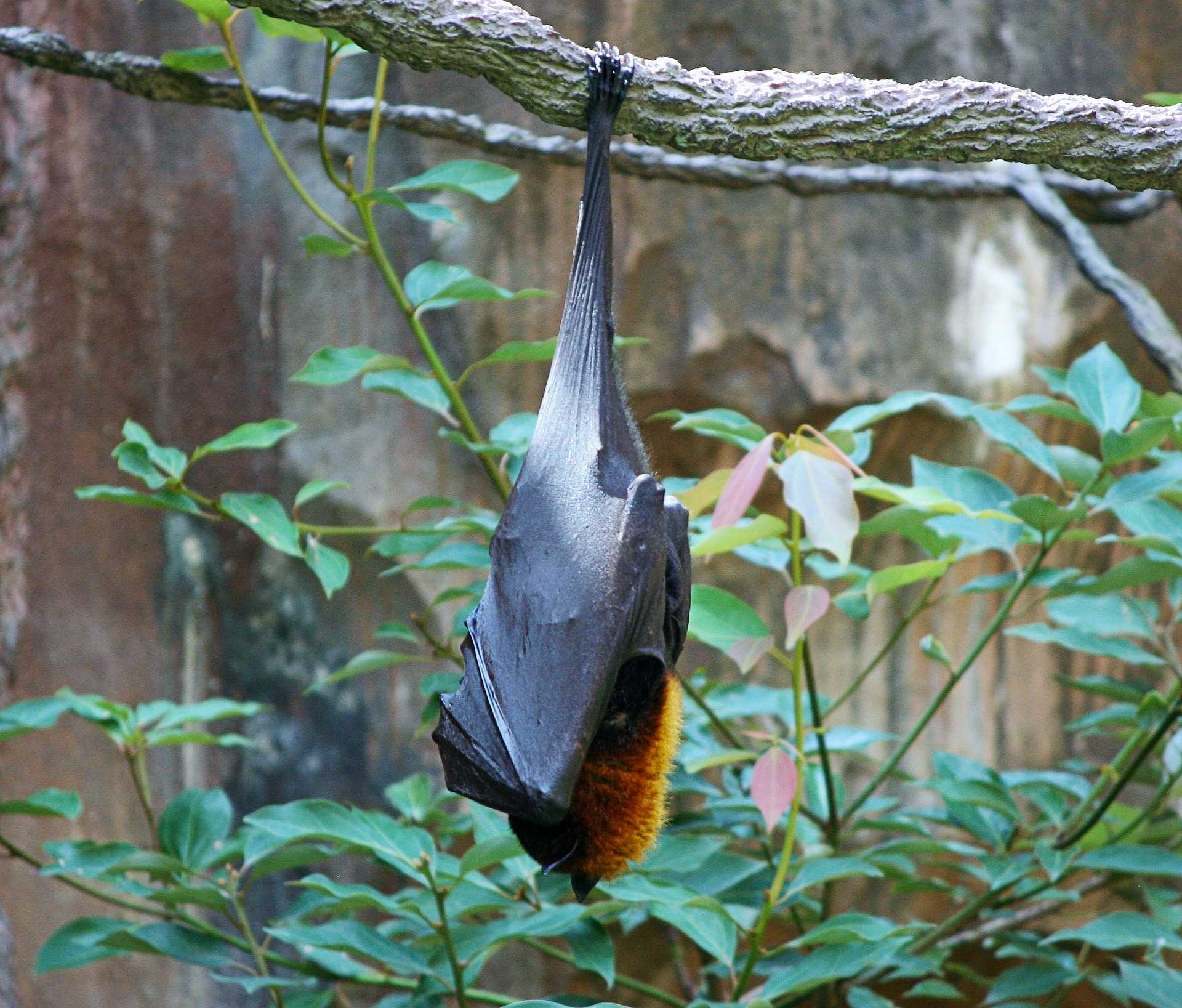 Bats, Fruit bat, Giant bat image.