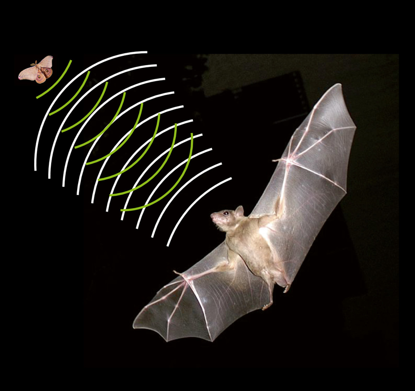 Echolocation in bats is one model system in neuroethology.