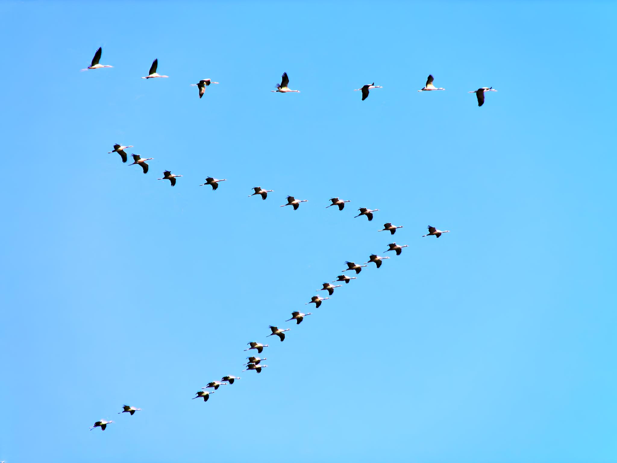 v formation cranes birds