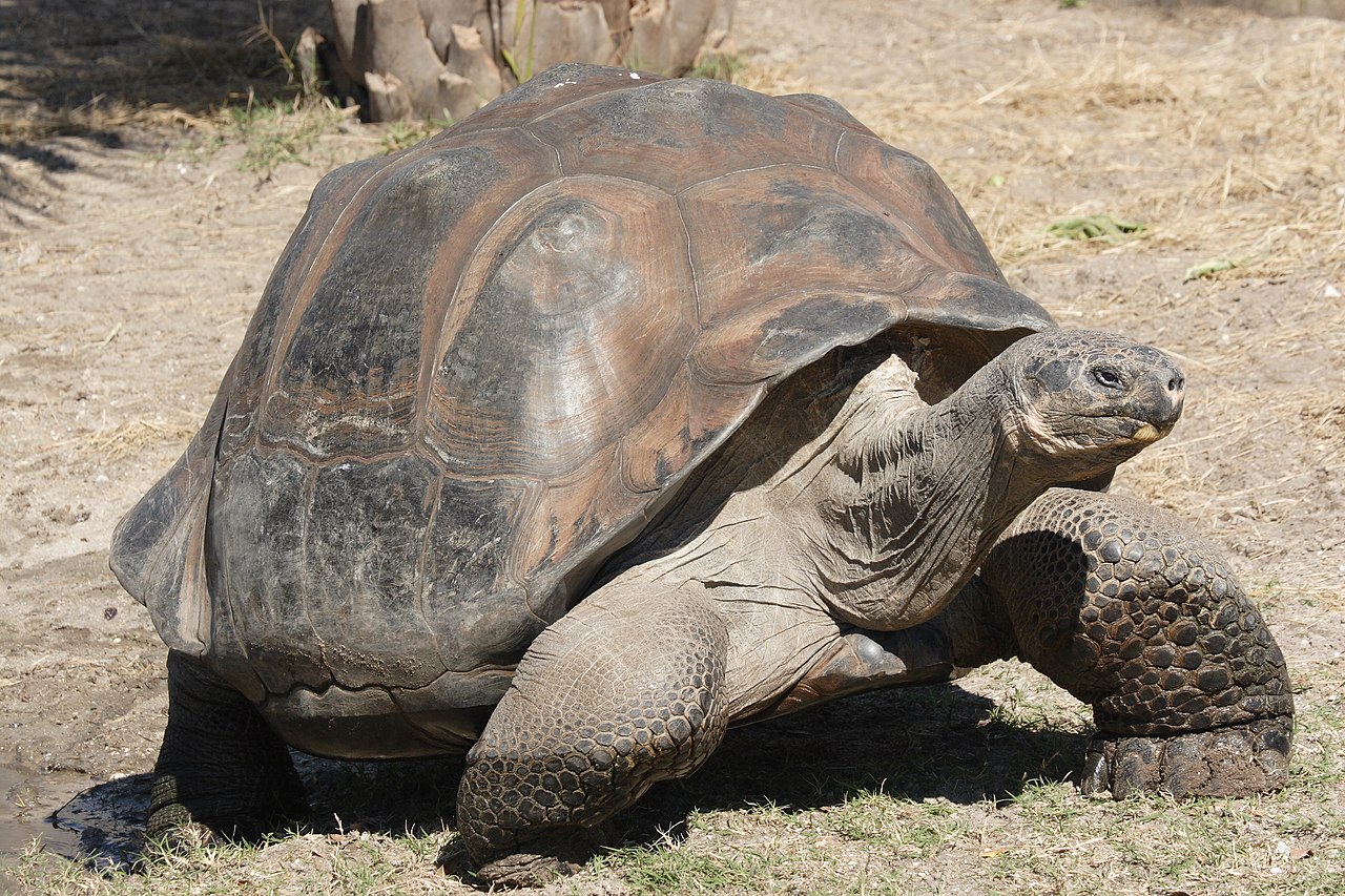 Galápagos giant tortoise, Aestivation