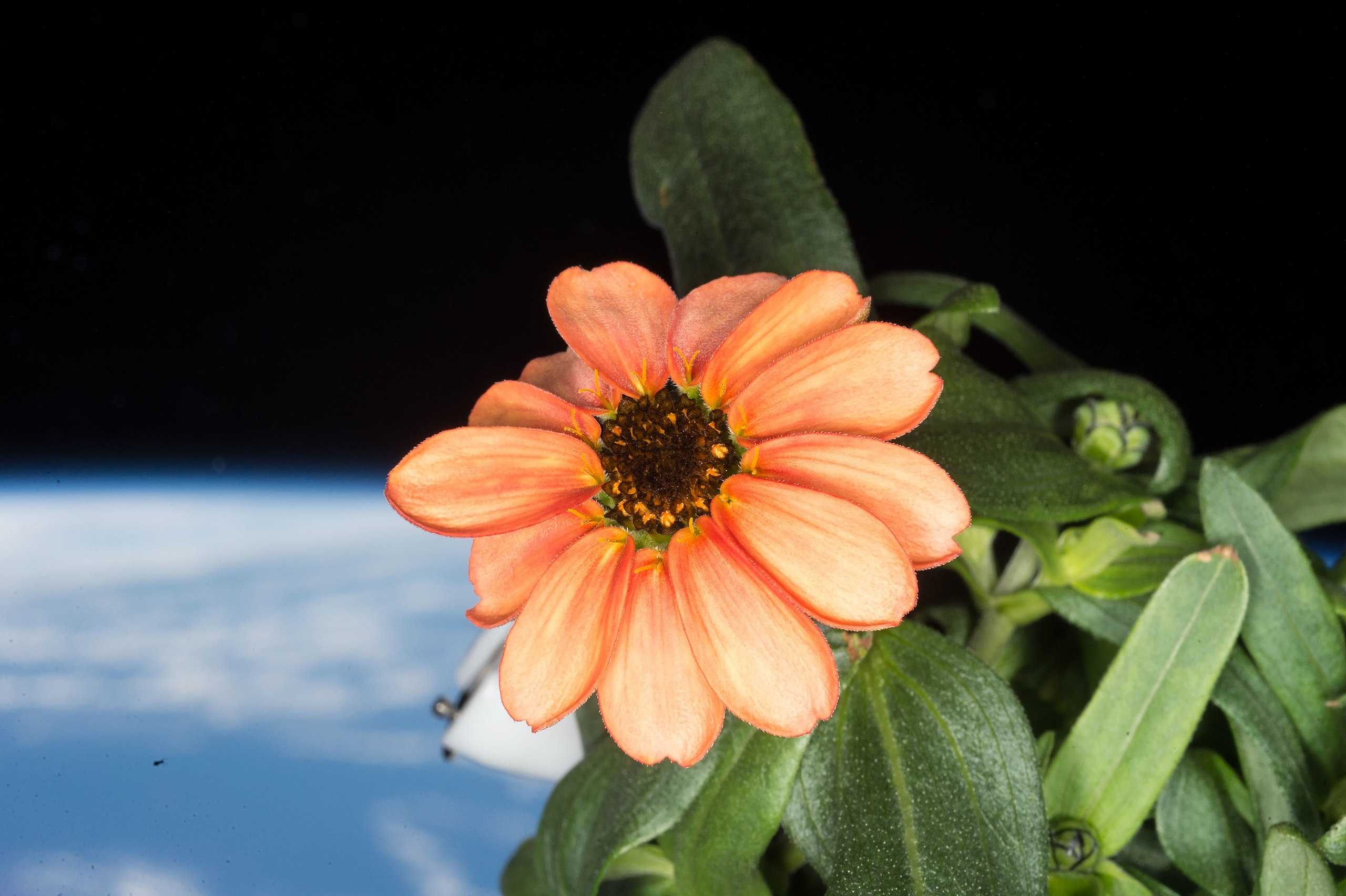 Zinnia flower grew in Veggie onboard the ISS