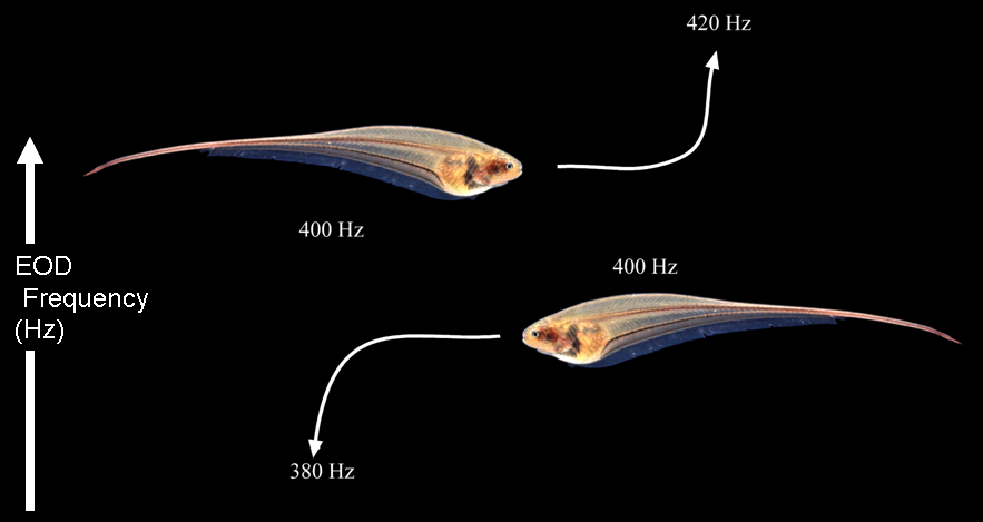 Response of fish to the stimulus of small electrical pulses. Neuroethology
