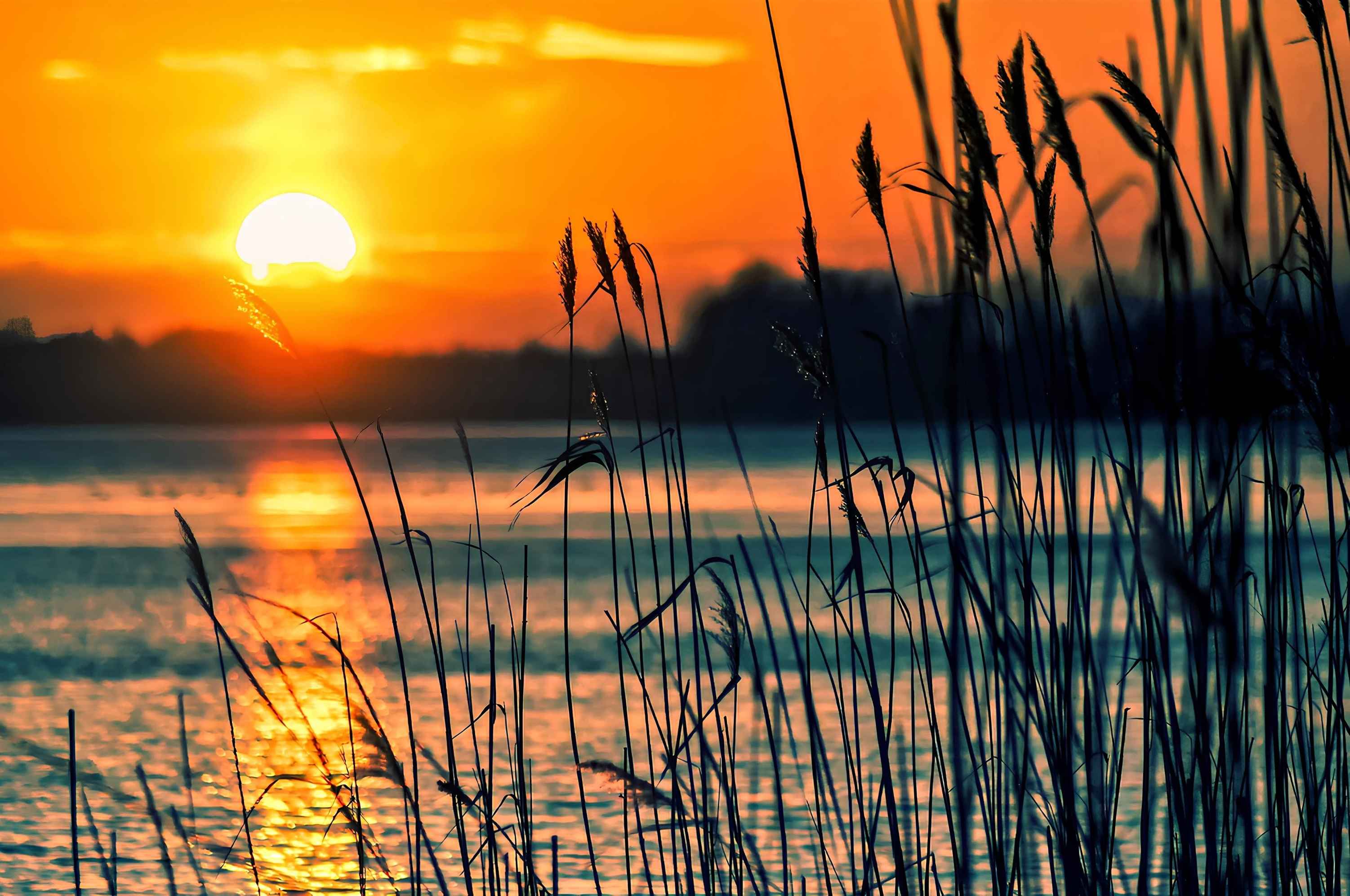 lake reeds sunset sun