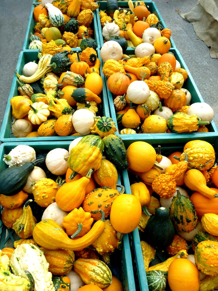 Pomology, pumpkins, cucurbitaceae, plant, vegetables, autumn, orange, yellow, colorful, green, decoration