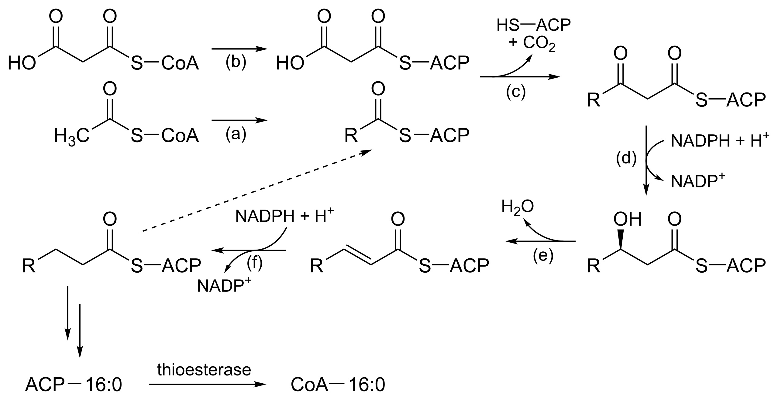 Saturated Fatty Acid Synthesis Synthesis of saturated fatty acids via fatty acid synthase II in E. coli