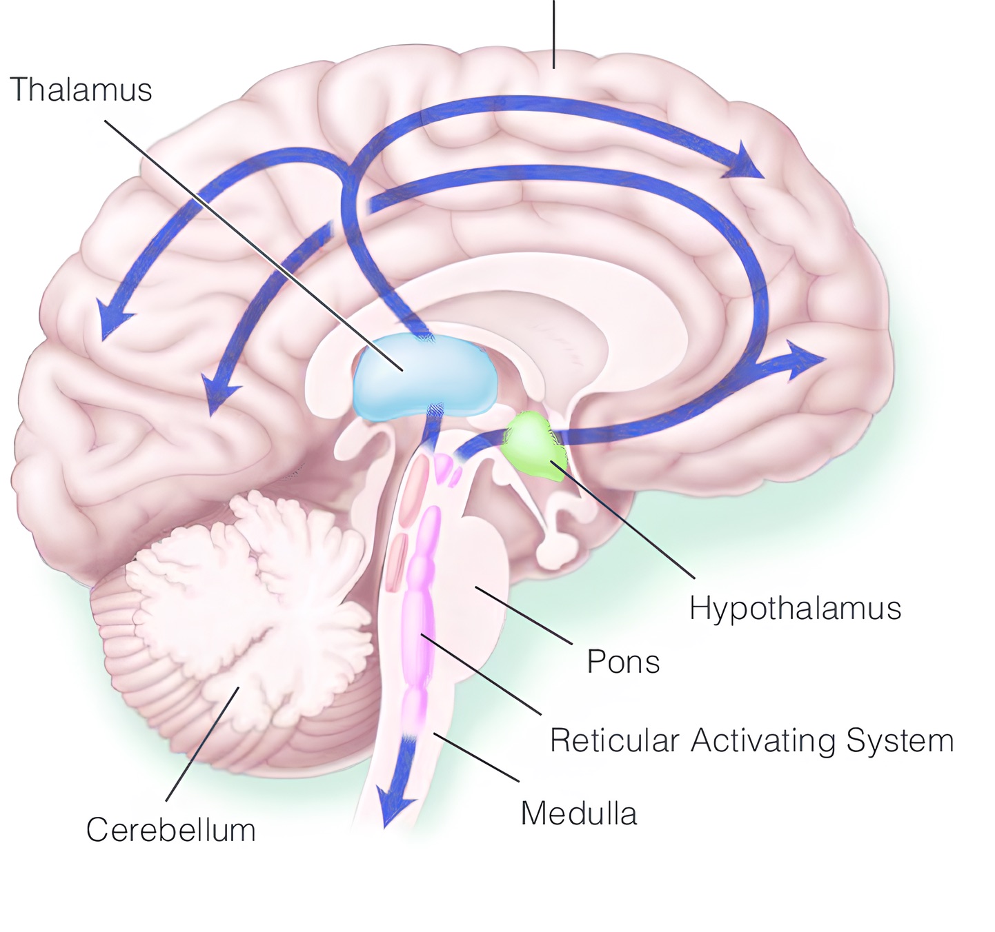The reticular activating system is composed of a network of nuclei in the brainstem that project diffusely to higher structures to promote arousal and consciousness. 