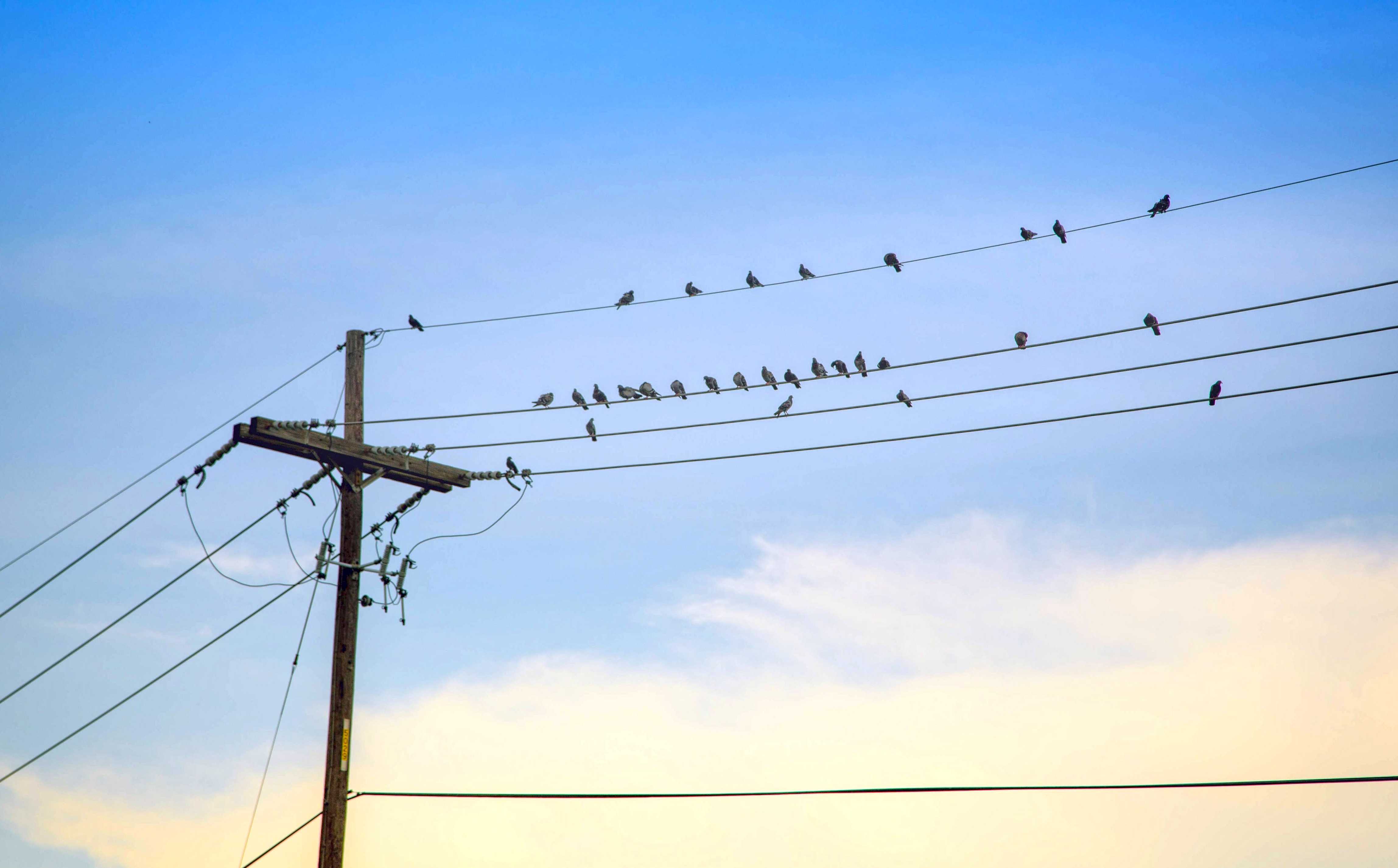 flock of birds on electric wire under cloudy sky during daytime