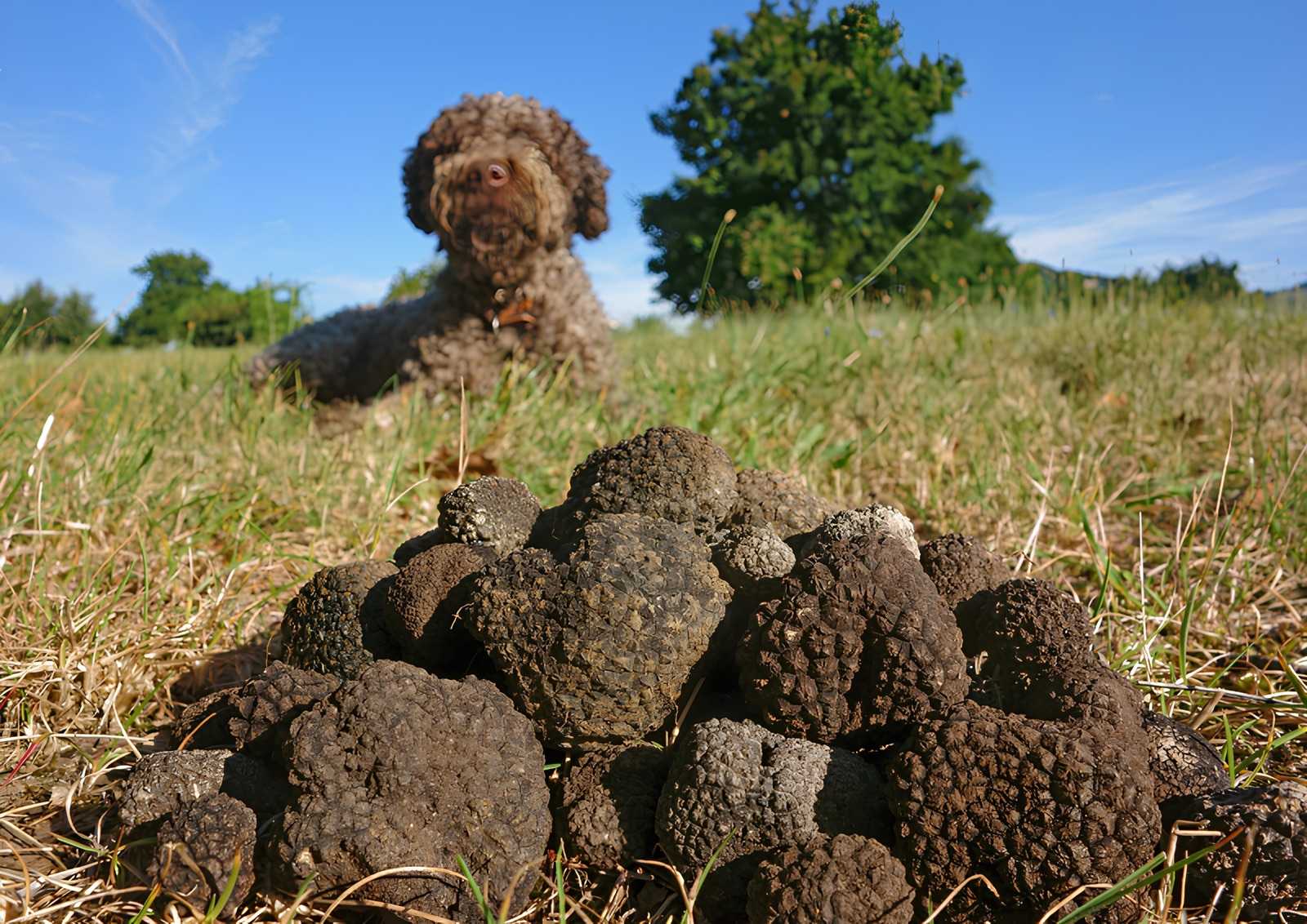 Common truffle-hunting breeds include Lagotto Romagnolo