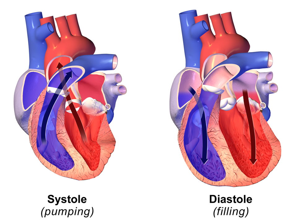 Cardiac systole and diastole