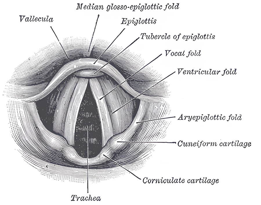 Laryngoscopic view of the vocal folds.
