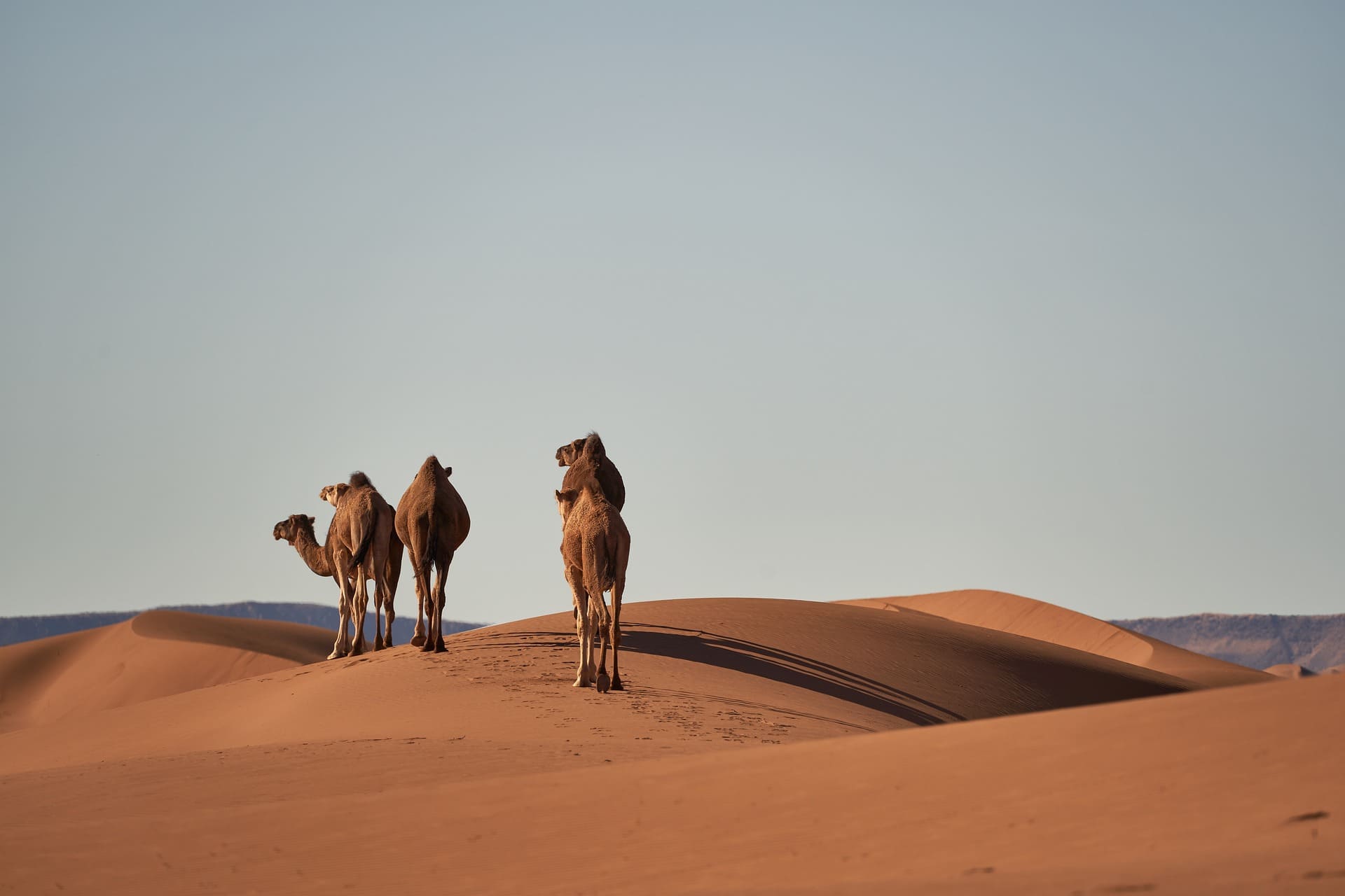 Sahara desert, the largest hot desert on the planet