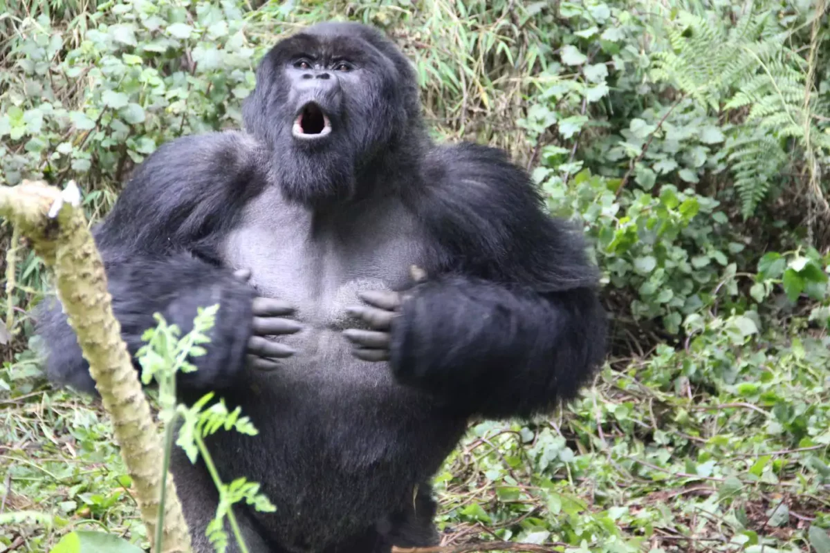 gorilla beat chest