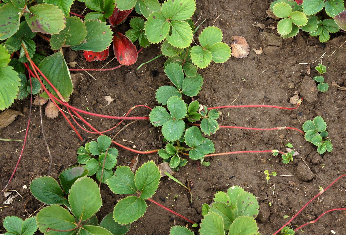 Strawberry plants reproduce through stolons or “runners.”