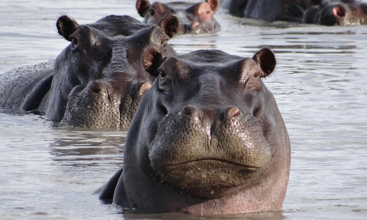 Hippos Trudged Through Rome 500,000 Years Ago