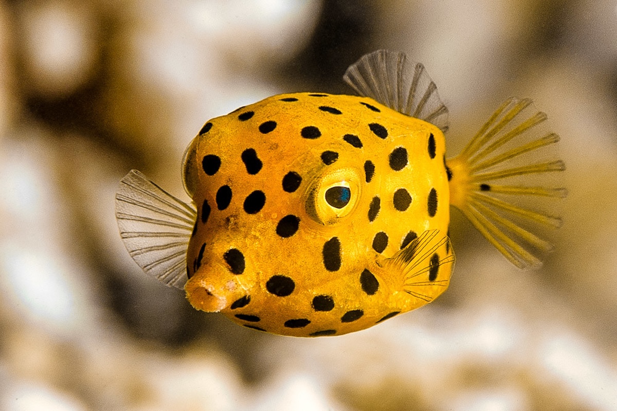 How the Boxfish Got Its Spots