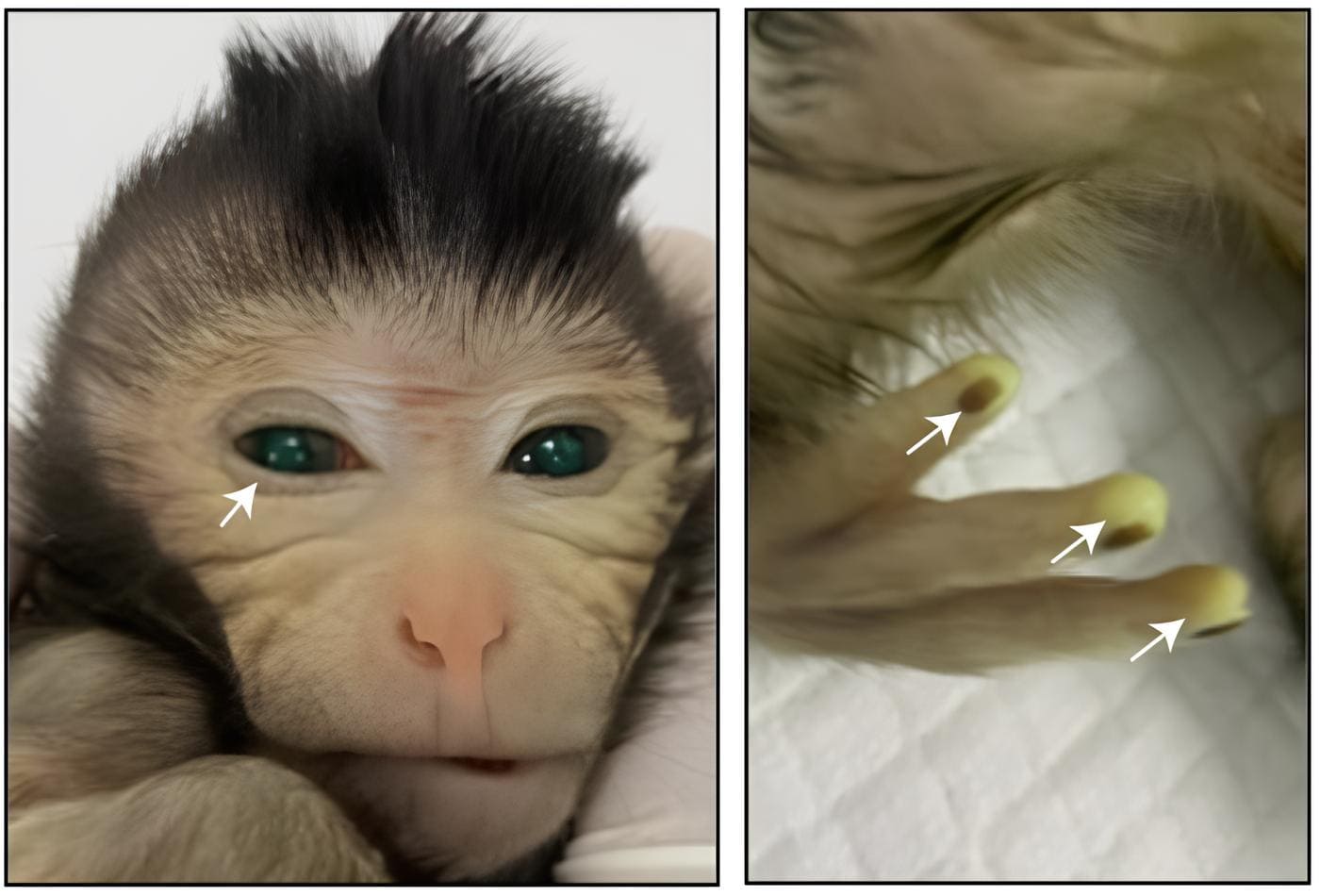 ‘Chimaera’ Monkey With Glowing Fingertips and Eyes Created by Chinese Scientists