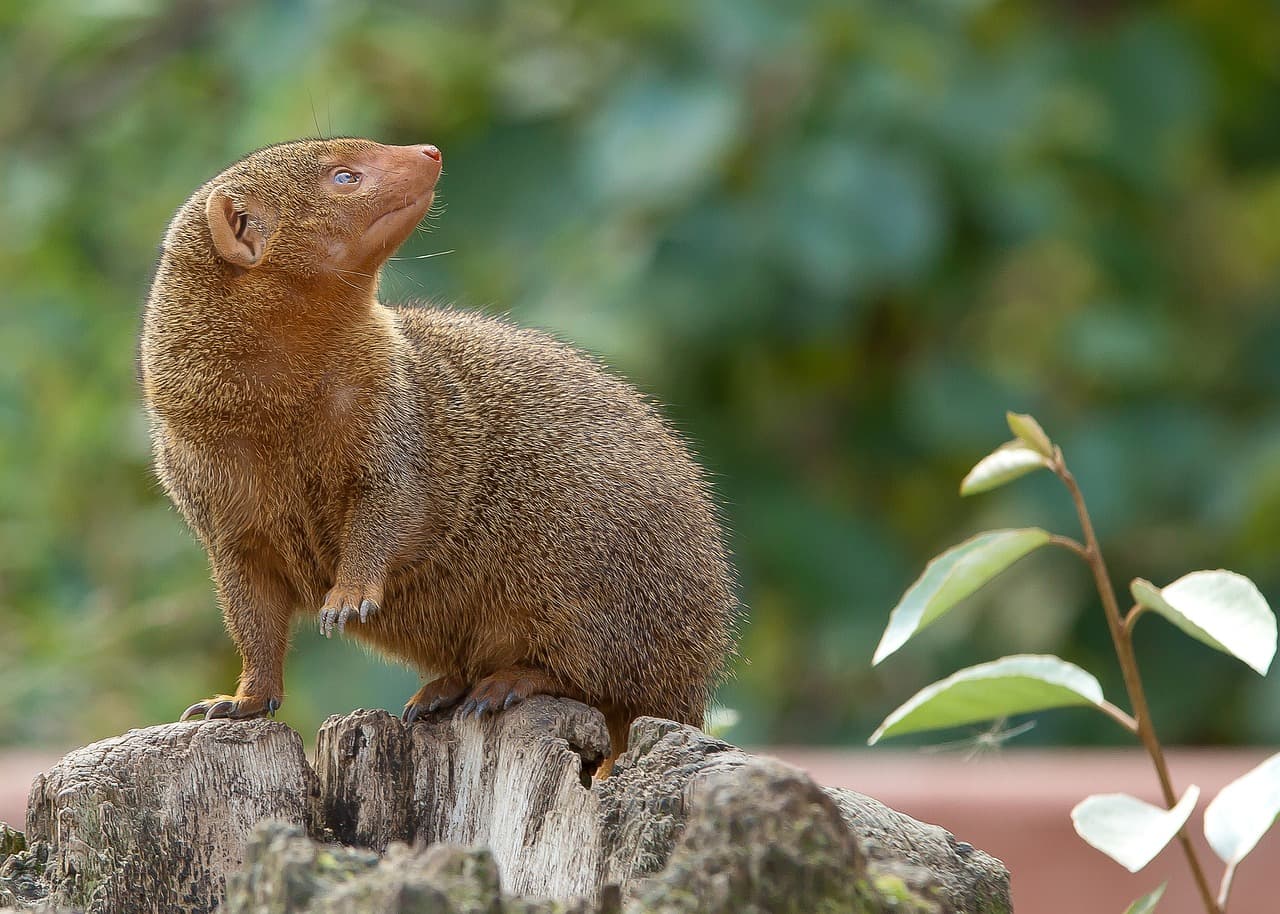 Conflict Boosts Offspring Survival in Dwarf Mongooses