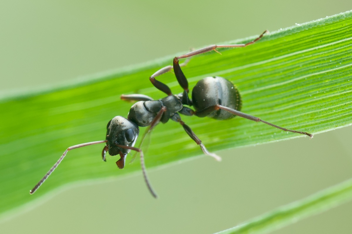 Ants Heal Themselves With an Aphid Diet